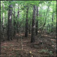 57 Acres in Oktibbeha County in Starkville  MS images 4