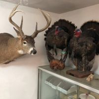 The Unicorn of Hunting Property in Southwest Wisconsin images 2