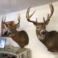 The Unicorn of Hunting Property in Southwest Wisconsin images 3