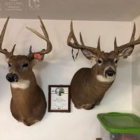 The Unicorn of Hunting Property in Southwest Wisconsin images 4