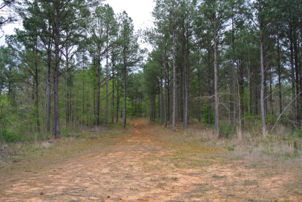 213 Acres in Union County in New Albany  MS featured image