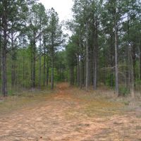 213 Acres in Union County in New Albany  MS