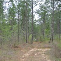 213 Acres in Union County in New Albany  MS images 2
