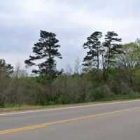 213 Acres in Union County in New Albany  MS images 4