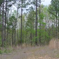 213 Acres in Union County in New Albany  MS images 5