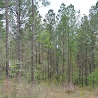 213 Acres in Union County in New Albany  MS images 6