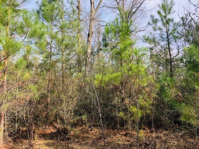 25.38 Acres  Sandy Hook  MS featured image