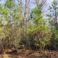 25.38 Acres  Sandy Hook  MS