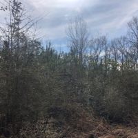 25.38 Acres  Sandy Hook  MS images 3