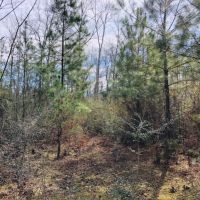 25.38 Acres  Sandy Hook  MS images 4