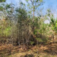 25.38 Acres  Sandy Hook  MS images 5