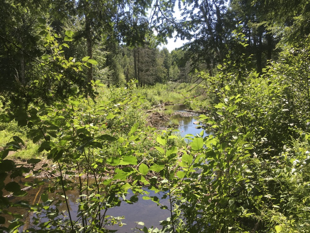 160 acres Hunting Land with Creek Russell NY featured image