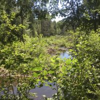 160 acres Hunting Land with Creek Russell NY