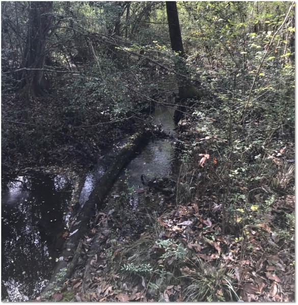 24 Acres in Marion County in Columbia  MS featured image