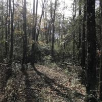 24 Acres in Marion County in Columbia  MS images 2