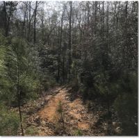 24 Acres in Marion County in Columbia  MS images 3
