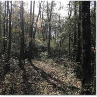 24 Acres in Marion County in Columbia  MS images 5