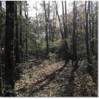 24 Acres in Marion County in Columbia  MS images 6