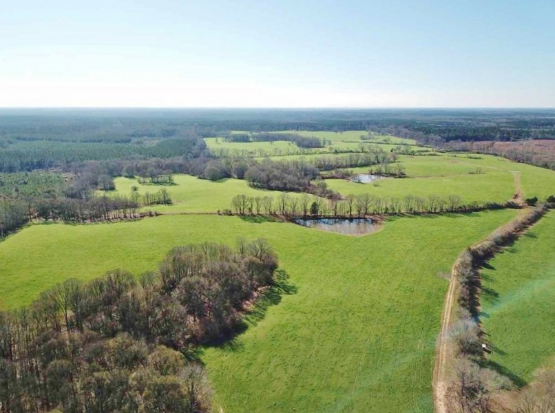 555 Acres Large Pastureland Tract for Sale Amite County MS featured image