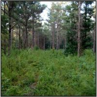 478 Acres in Lafayette County in Oxford  MS images 4