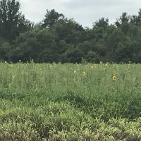 Rushton Farm images 3