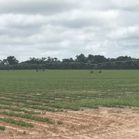 Rushton Farm