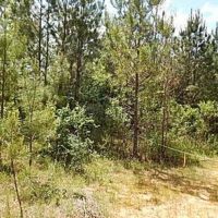 45.2 Acres in Attala County in Kosciusko  MS images 2