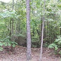 45.2 Acres in Attala County in Kosciusko  MS images 3