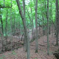 Amazing Deer Hunting Property Buffalo County  WI images 2