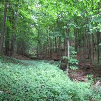 Amazing Deer Hunting Property Buffalo County  WI images 3