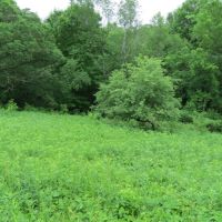 Amazing Deer Hunting Property Buffalo County  WI images 4