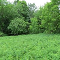Amazing Deer Hunting Property Buffalo County  WI images 5