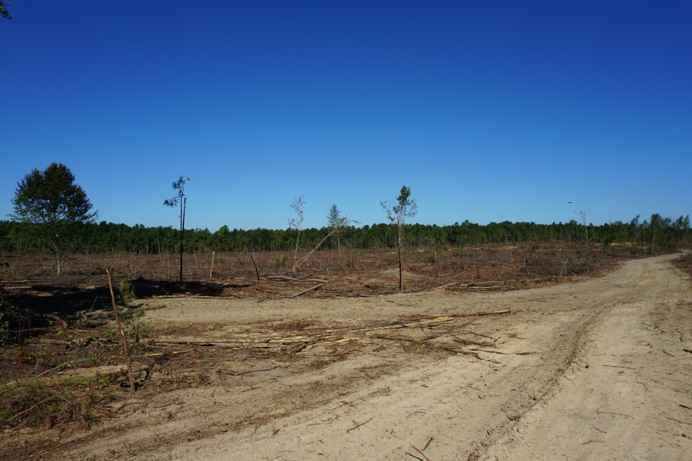 280.14 Acres Hunting and Recreation Tract featured image