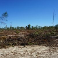 280.14 Acres Hunting and Recreation Tract images 4