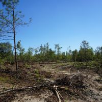 280.14 Acres Hunting and Recreation Tract images 5