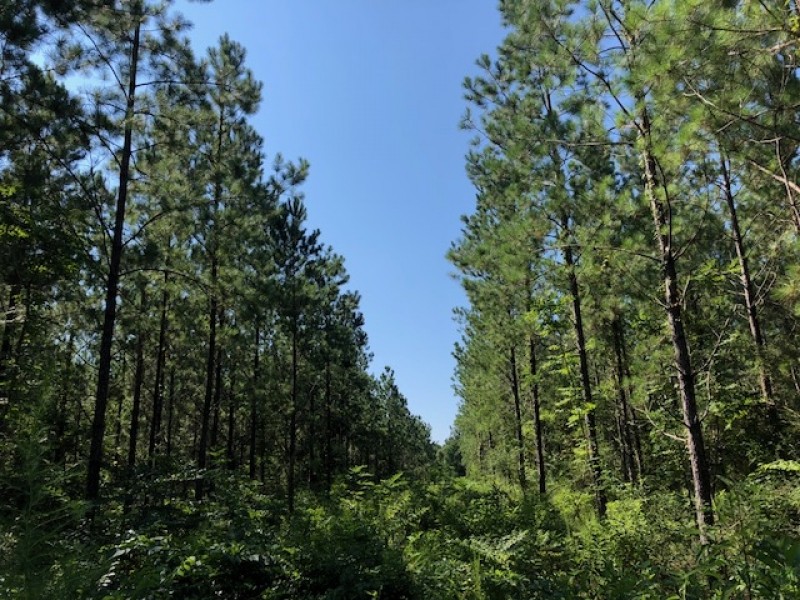 118 Acres  Carter Road  Washington Parish featured image