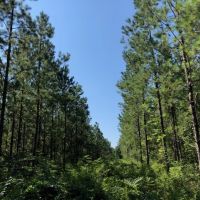 118 Acres  Carter Road  Washington Parish