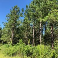 118 Acres  Carter Road  Washington Parish images 4