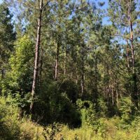 118 Acres  Carter Road  Washington Parish images 5