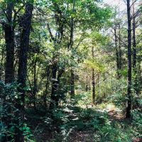 118 Acres  Carter Road  Washington Parish images 6