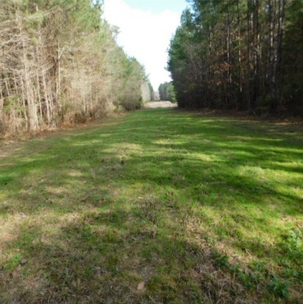 435 Acres in Lawrence County in Sontag  MS featured image
