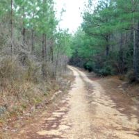 435 Acres in Lawrence County in Sontag  MS images 3