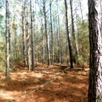 435 Acres in Lawrence County in Sontag  MS images 4