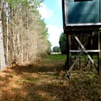 435 Acres in Lawrence County in Sontag  MS images 6