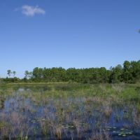 Hunting &nbsp; Recreational Ranch For Sale in Glades County  FL images 5
