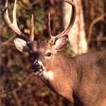 Hog, Whitetail and Turkey Hunting at Top-Ranked Facility