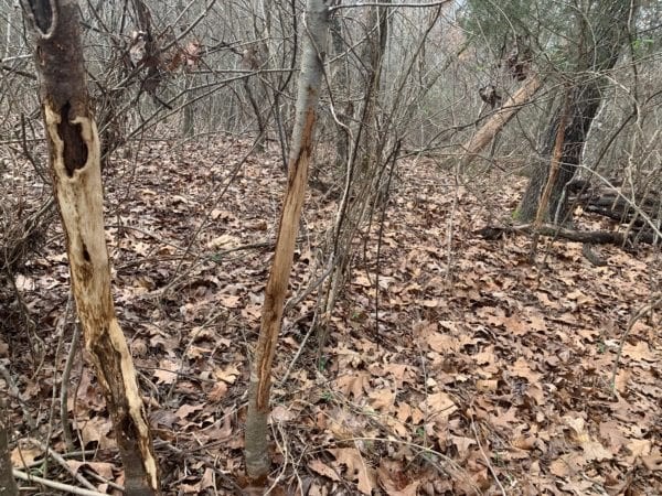 Dismal Timber featured image