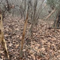 Dismal Timber