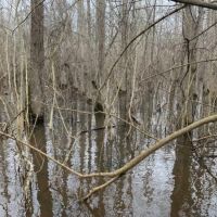 Dismal Timber images 2