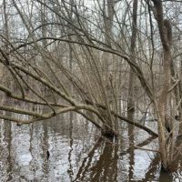 Dismal Timber images 3